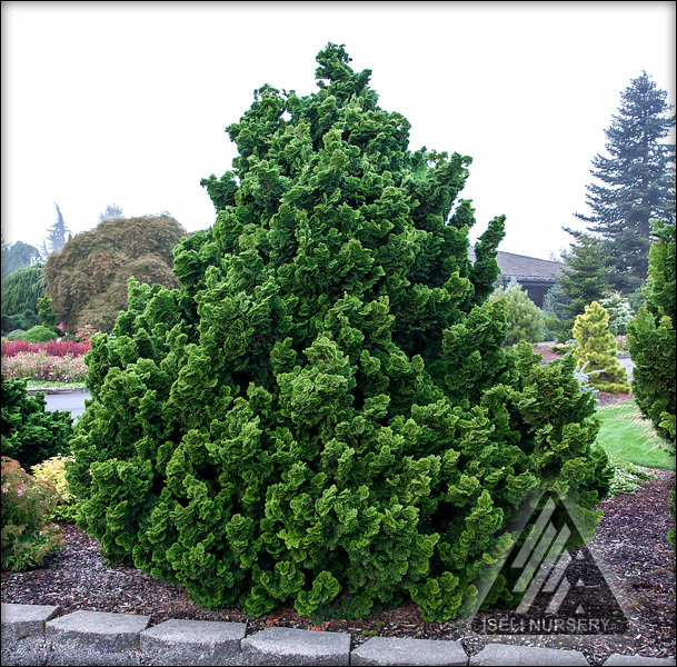 Chamaecyparis obtusa 'Nana Gracilis'