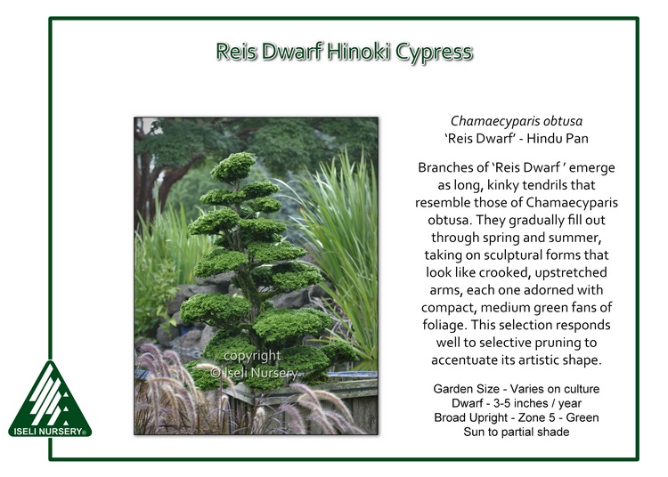 Chamaecyparis obtusa 'Reis Dwarf' - hindupan