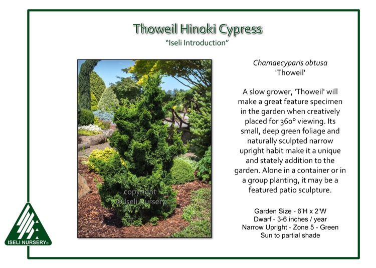 Hinoki Cypress Evergreen Albero 50 semi Chamaecyparis obtusa 