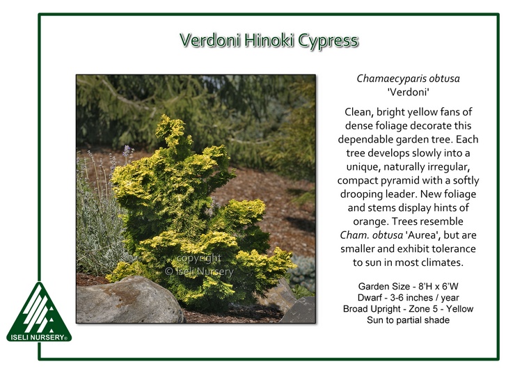 Chamaecyparis obtusa 'Verdoni'