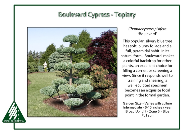 Chamaecyparis pisifera 'Boulevard'