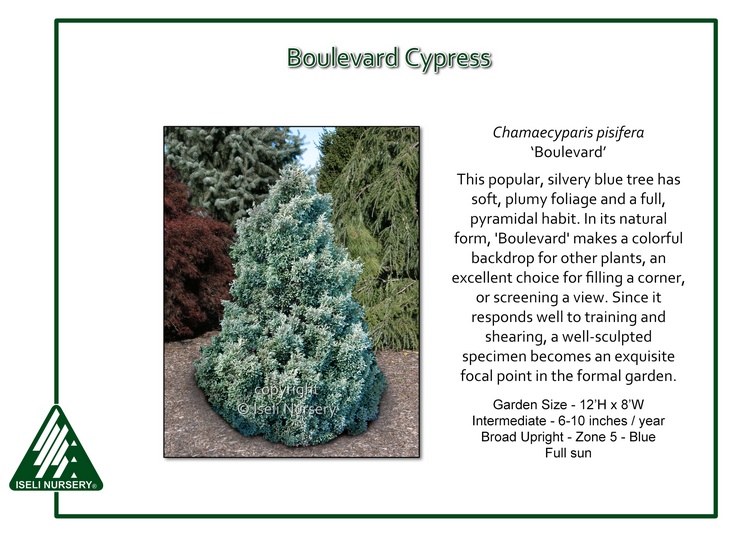 Chamaecyparis pisifera 'Boulevard'