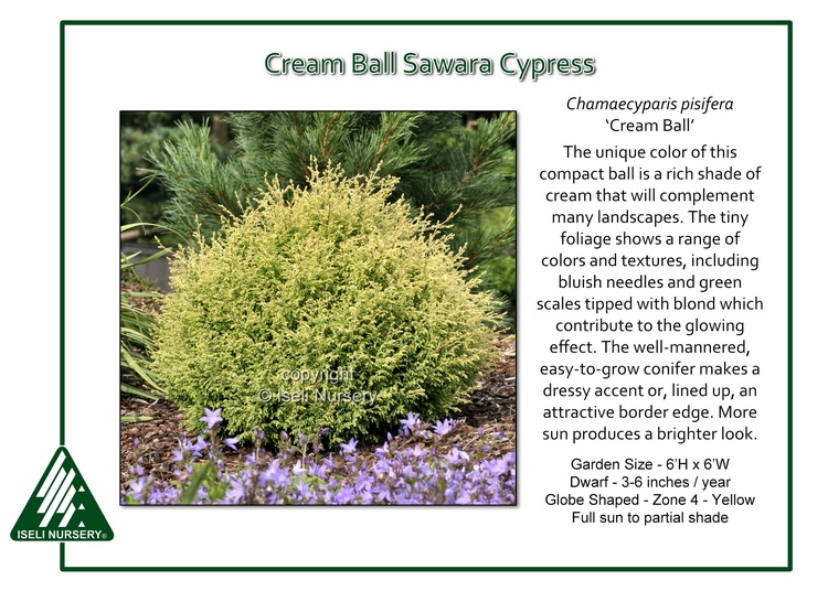 Chamaecyparis pisifera 'Cream Ball'