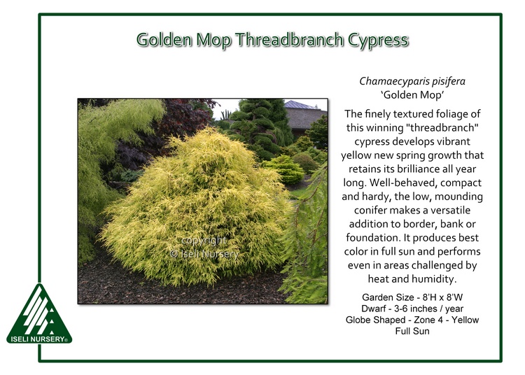 Chamaecyparis pisifera 'Golden Mop'