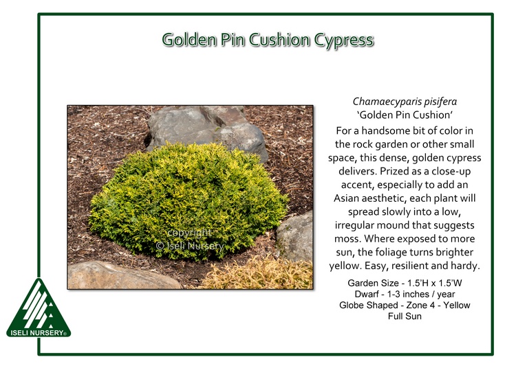Chamaecyparis pisifera 'Golden Pin Cushion'