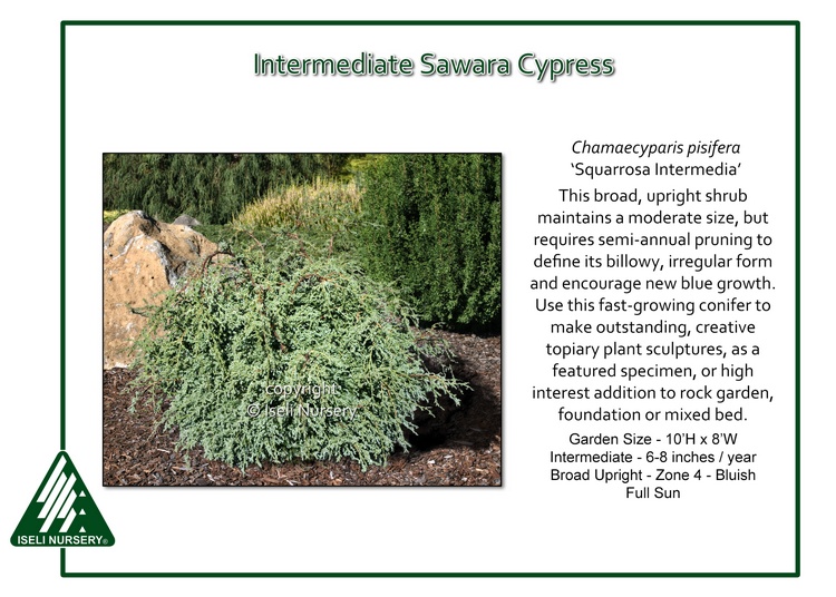 Chamaecyparis pisifera 'Squarrosa Intermedia'