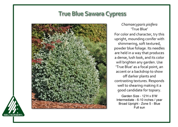 Chamaecyparis pisifera 'True Blue'