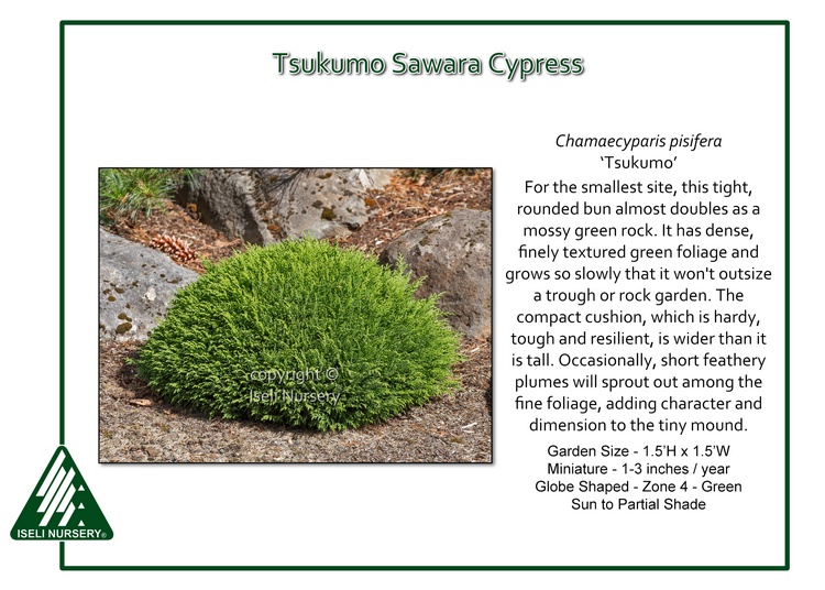 Chamaecyparis pisifera 'Tsukumo'