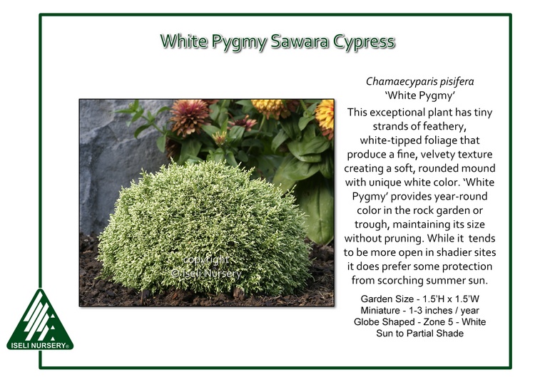 Chamaecyparis pisifera 'White Pygmy'