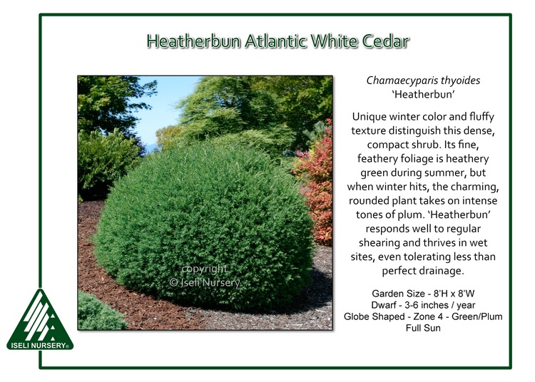 Chamaecyparis thyoides 'Heather Bun'