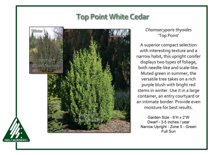 Chamaecyparis thyoides 'Top Point'