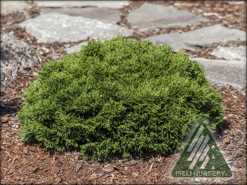 Chamaecyparis botusa 'Just Dandy'