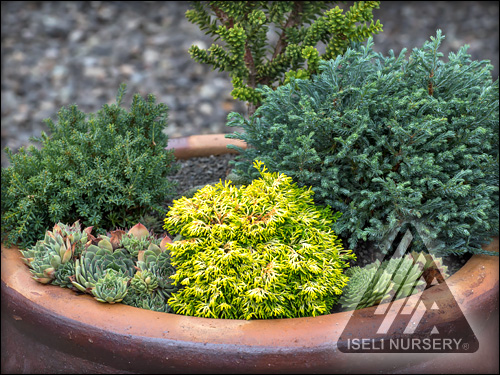 Container Garden