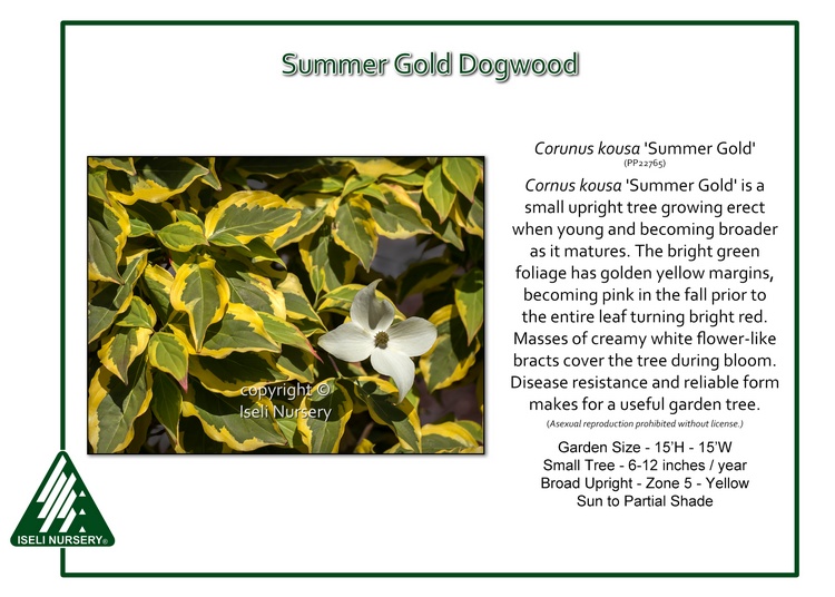 Cornus kousa 'Summer Gold'