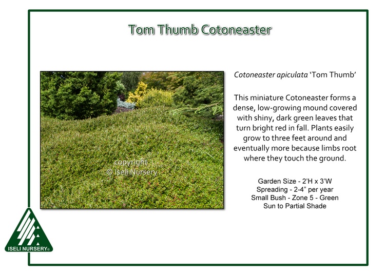 Cotoneaster apiculata 'Tom Thumb'