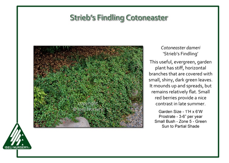 Cotoneaster dameri 'Strieb's Findling'
