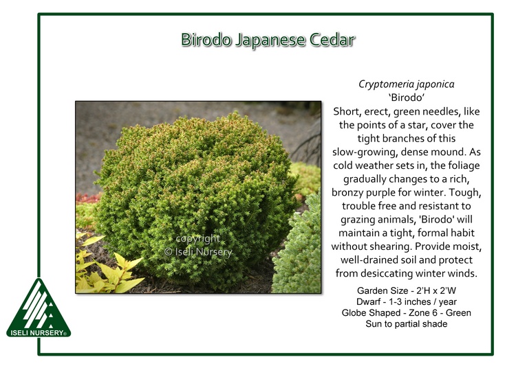 Cryptomeria japonica 'Birodo'