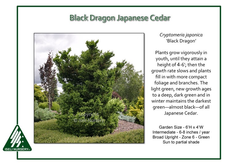 Cryptomeria japonica 'Black Dragon'