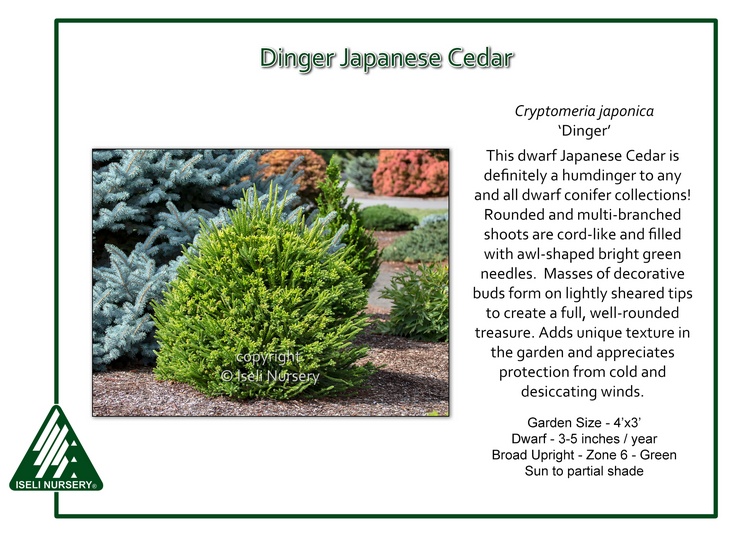 Cryptomeria japonica 'Dinger'