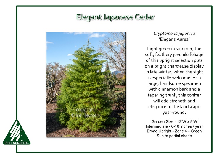 Cryptomeria japonica 'Elegans Aurea'