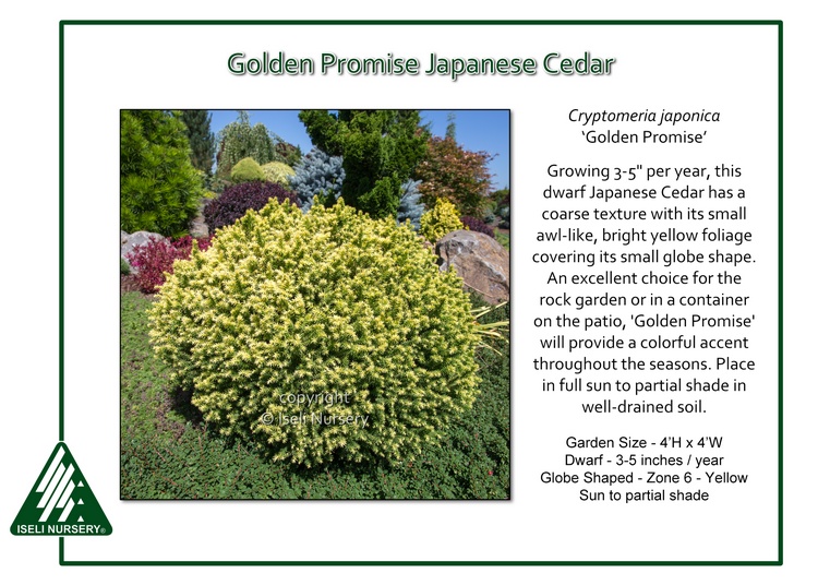 Cryptomeria japonica 'Golden Promise'