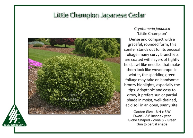 Cryptomeria japonica 'Little Champion'