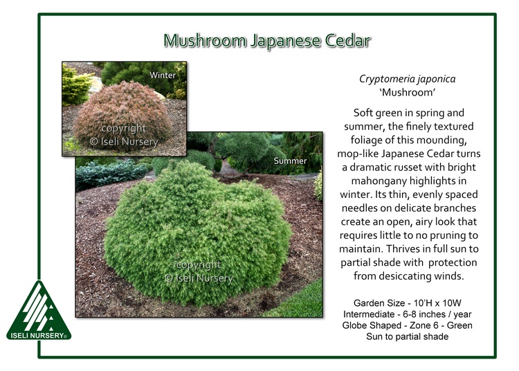 Cryptomeria japonica 'Mushroom'