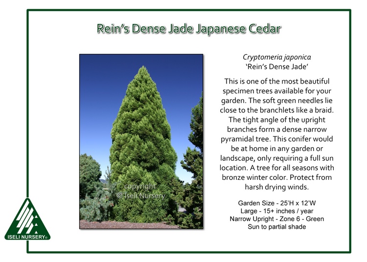 Cryptomeria japonica 'Rein's Dense Jade'