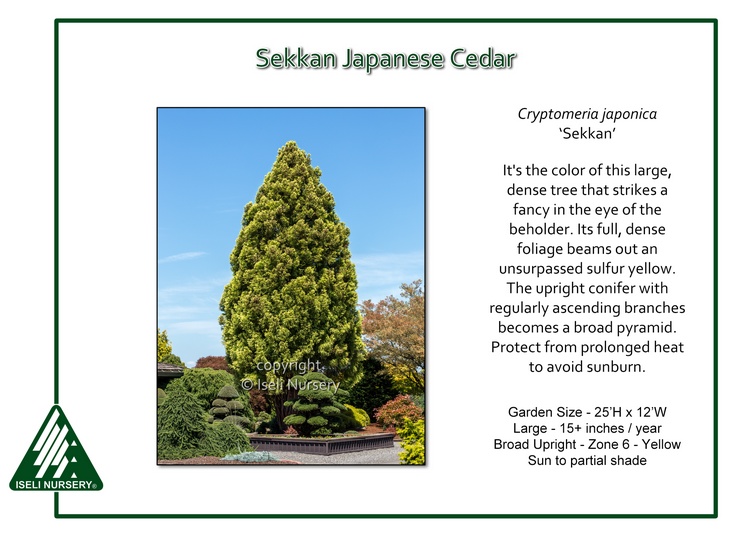 Cryptomeria japonica 'Sekkan'