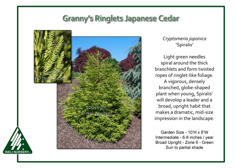 Cryptomeria japonica 'Spiralis'