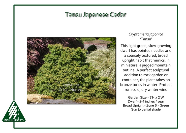 Cryptomeria japonica 'Tansu'