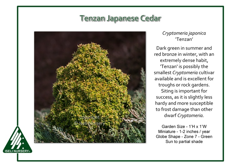 Cryptomeria japonica 'Tenzan'