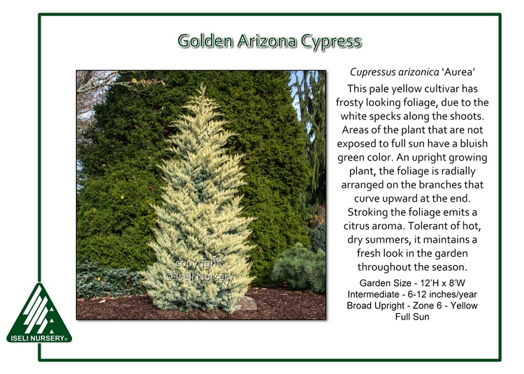 Cupressus arizonica 'Aurea'