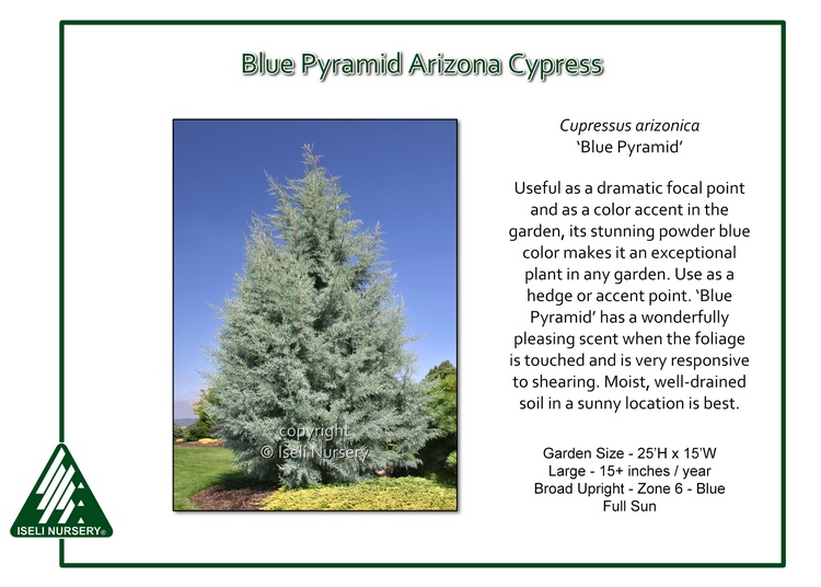 Cupressus arizonica 'Blue Pyramid'