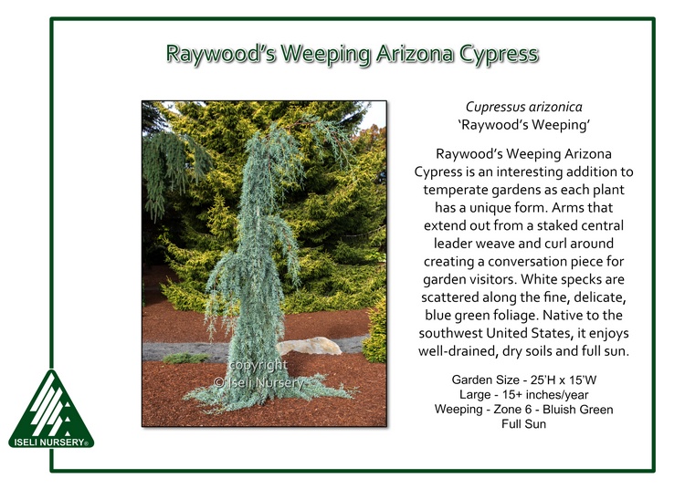 Cupressus arizonica 'Raywood's Weeping'