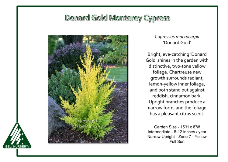 Cupressus macrocarpa 'Donard Gold'