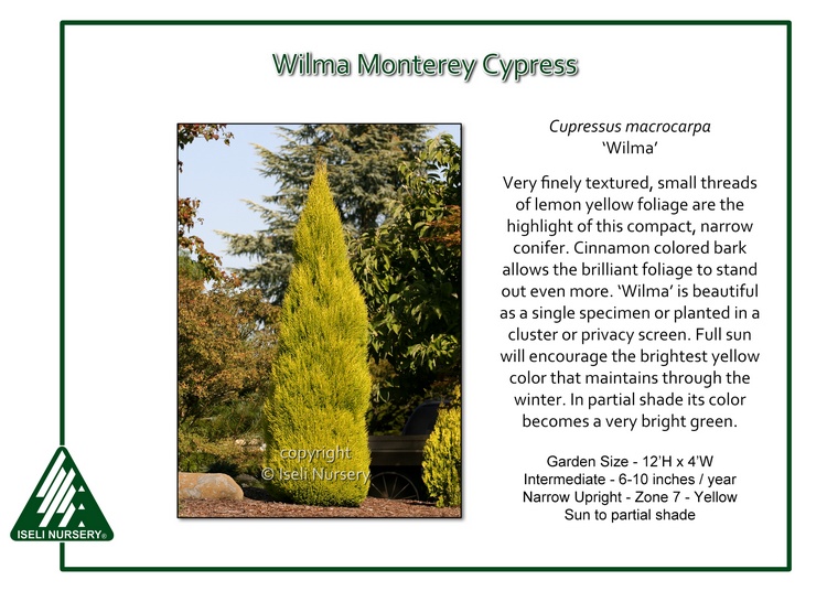 Cupressus macrocarpa 'Wilma'