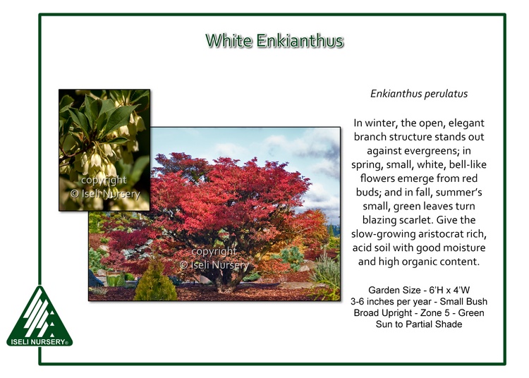 Enkianthus perulatus