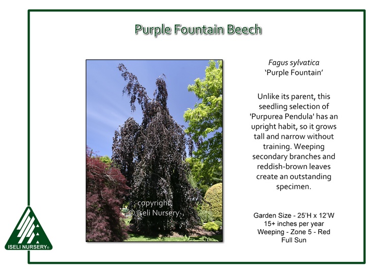 Fagus sylvatica 'Purple Fountain'