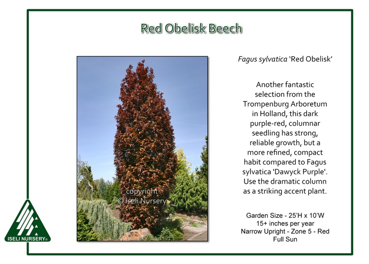 Fagus sylvatica 'Red Obelisk' Iseli Nursery