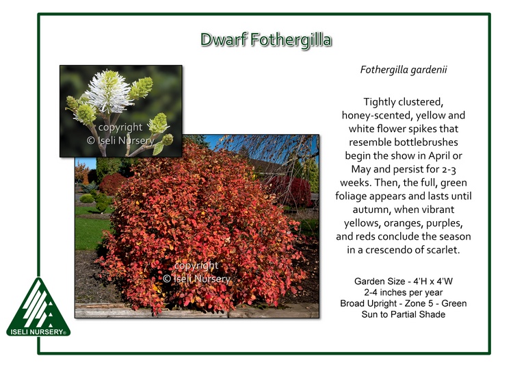 Fothergilla gardenii