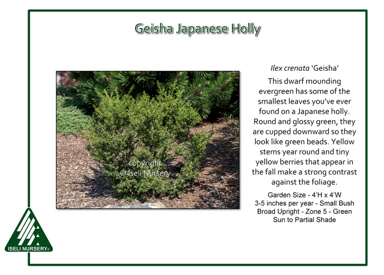 Ilex crenata 'Geisha'