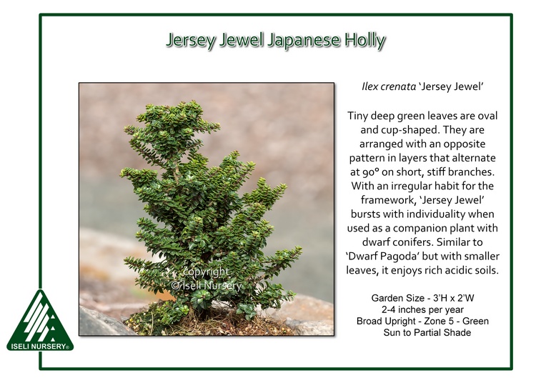 Ilex crenata 'Jersey Jewel'