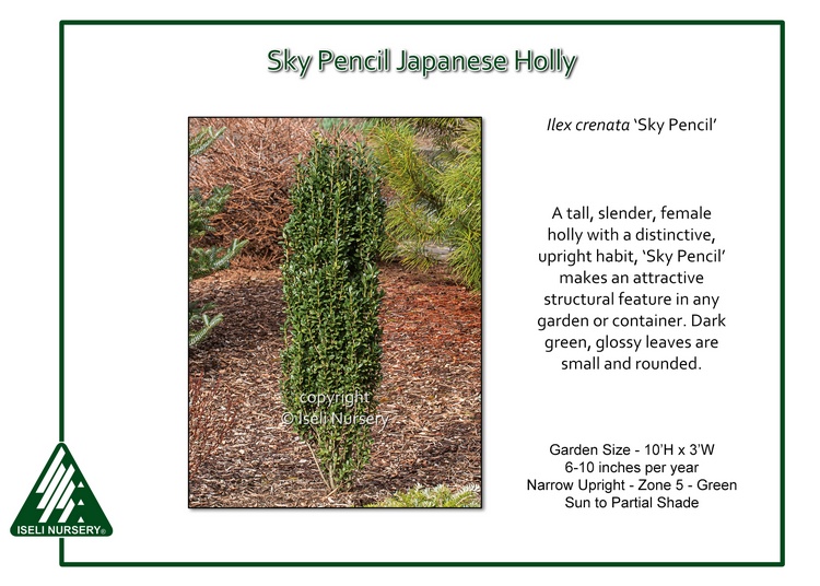 Ilex crenata 'Sky Pencil'