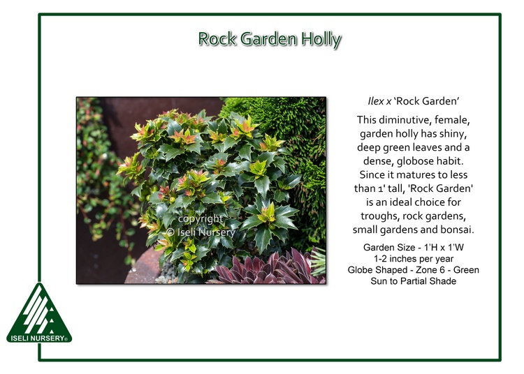 Ilex x 'Rock Garden'