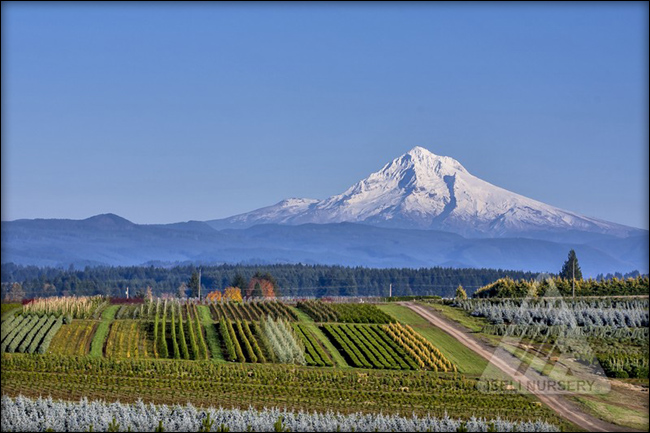 seli Nursery with Mt. Hood