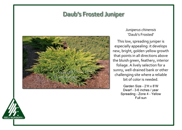 Juniperus chinensis 'Daub's Frosted'