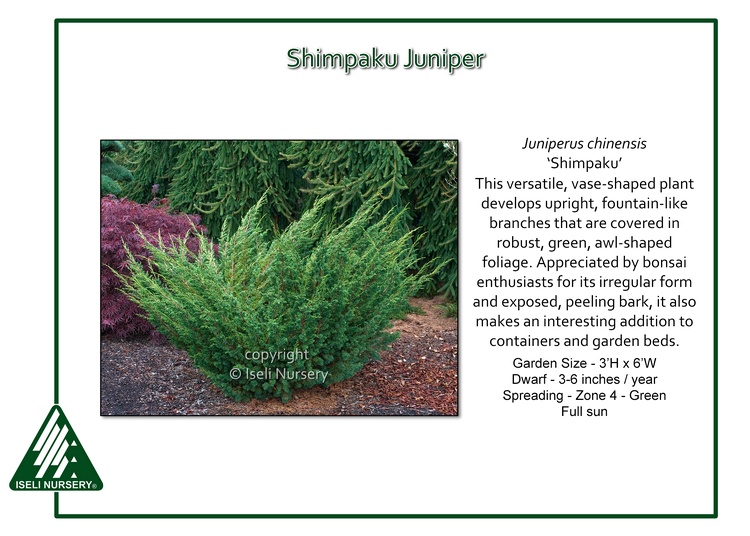 Juniperus chinensis 'Shimpaku'