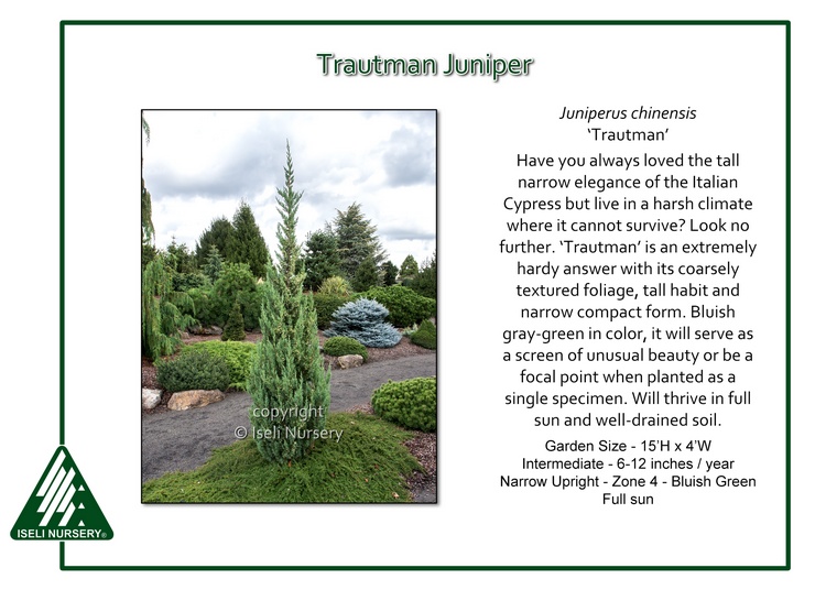 Juniperus chinensis 'Trautman'