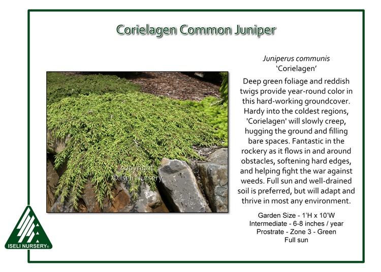 Juniperus communis 'Corielagen'